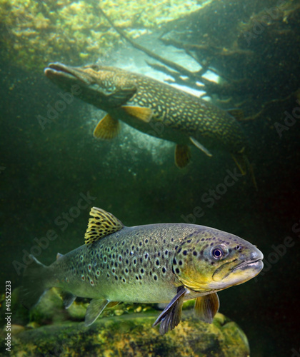 Photo The brown trout (Salmo trutta) and a big pike (Esox lucius).