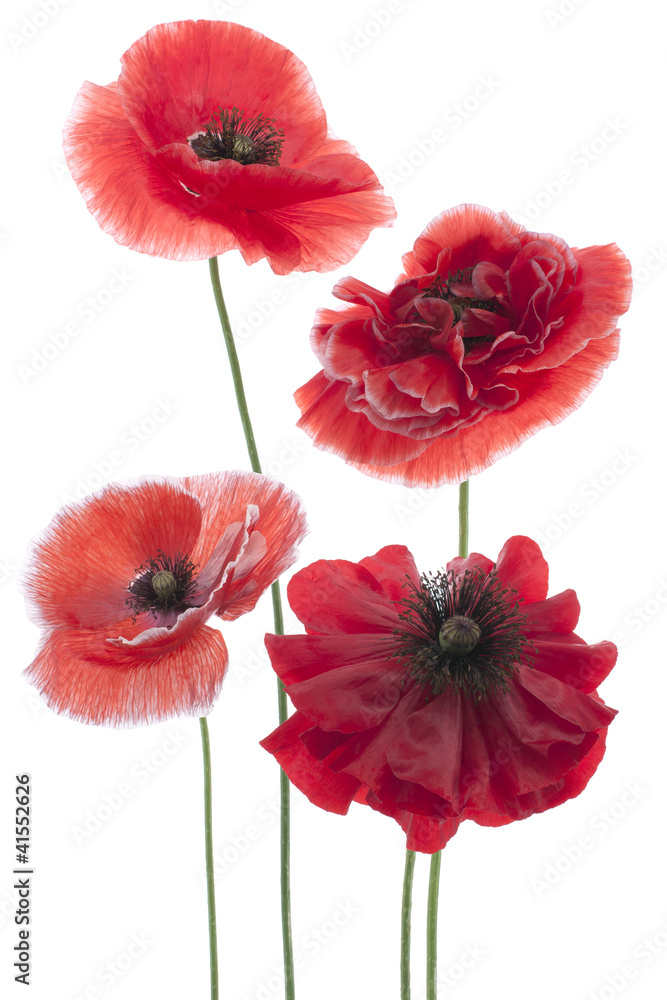 Fototapeta premium poppy