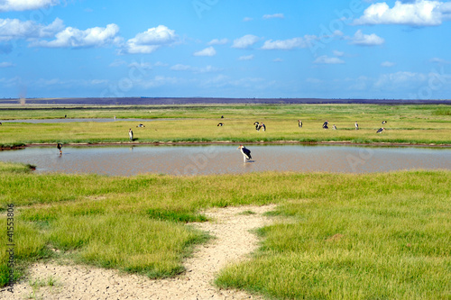 White Storks eat in the lake. Africa savanna