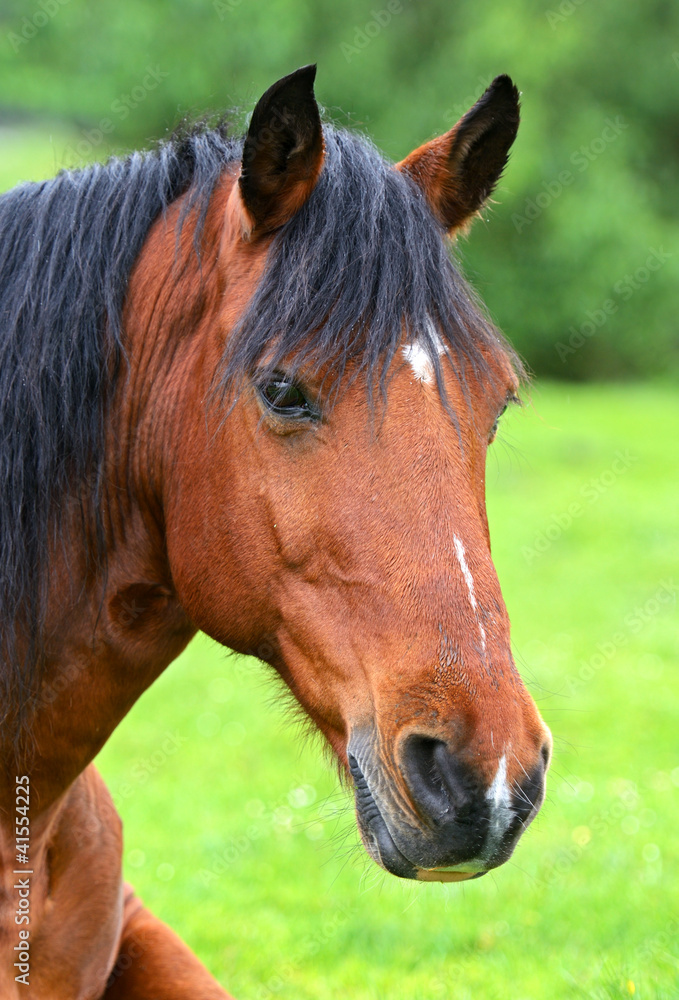 Horse Horse