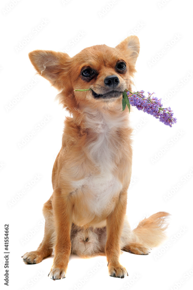 chihuahua and flower chihuahua and flower