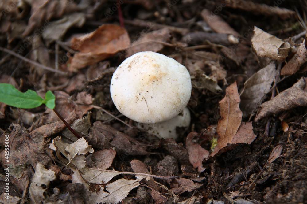 Champignon Champignon