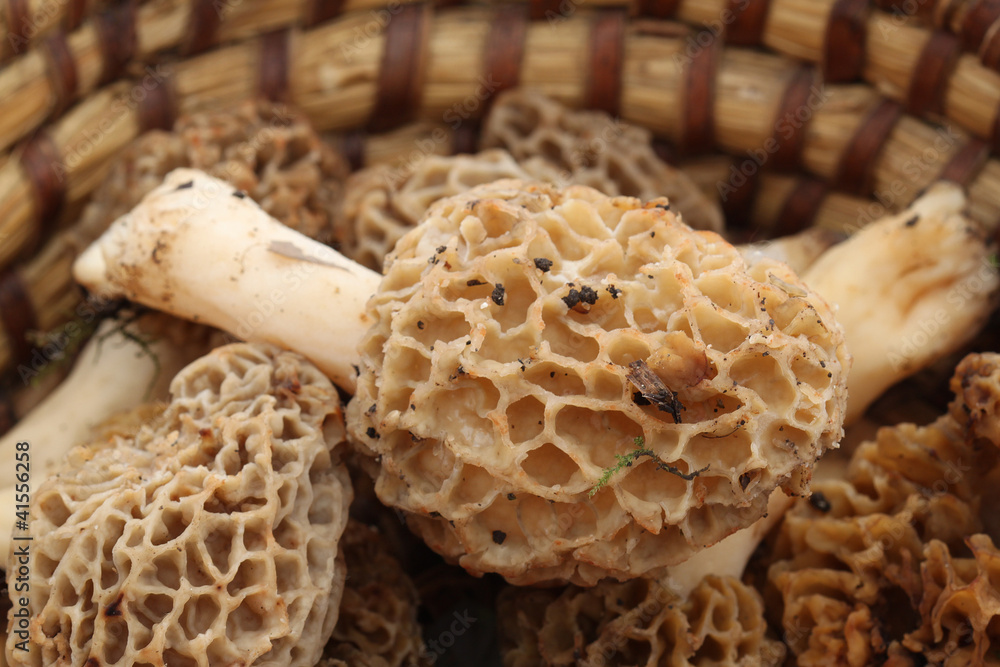 Morilles Morilles
