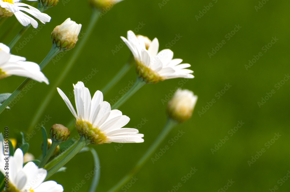 Fototapeta premium Margerite - Leucanthemum vulgare
