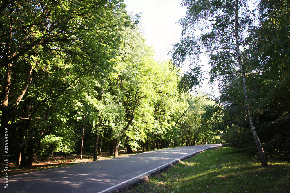 Forest Path Forest Path