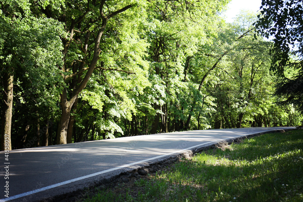 Obraz premium Spring Forest
