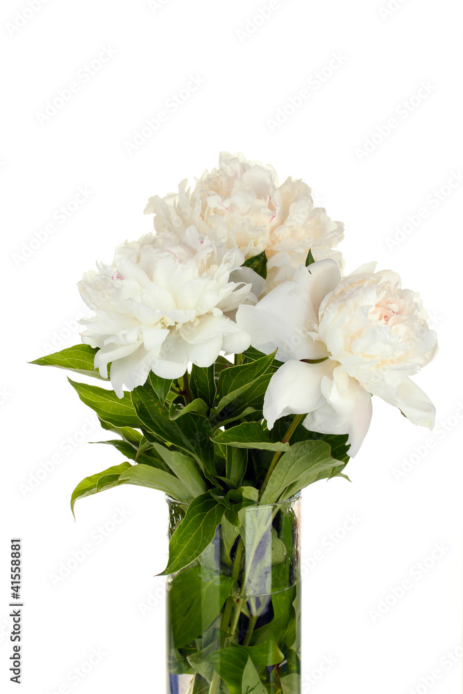 beautiful white peonies in glass vase with bow isolated on