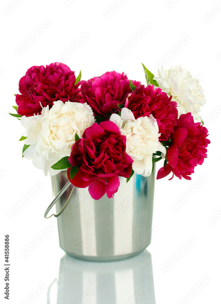 beautiful pink and white peonies in bucket isolated on white beautiful pink and white peonies in bucket isolated on white