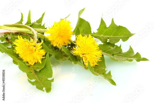 dandelion flowers and leaves isolated on white