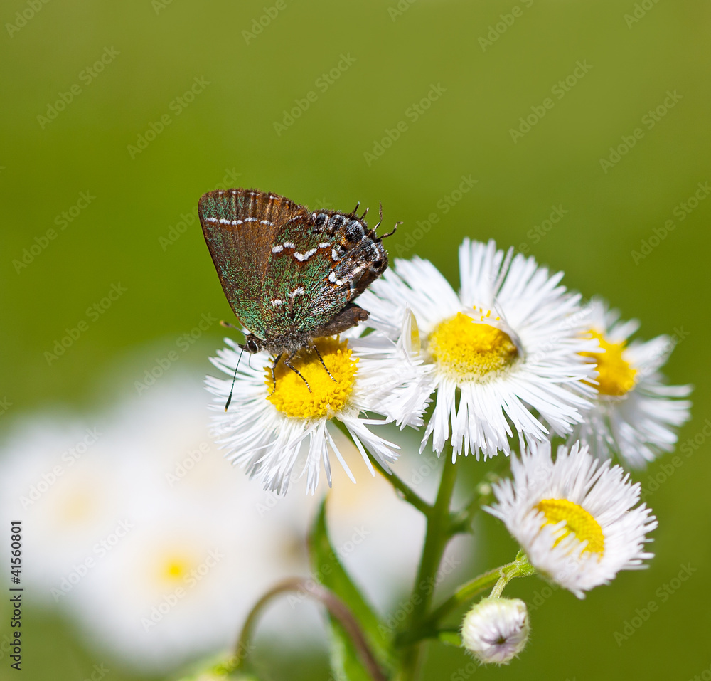 Hairstreak