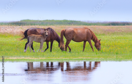 Wild horses on a meadow in summer, by the lake