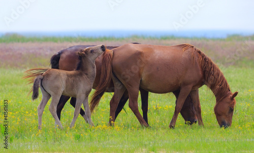 Wild horses on a meadow in summer  by the lake