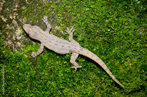 Hemidactylus frenatus Gecko