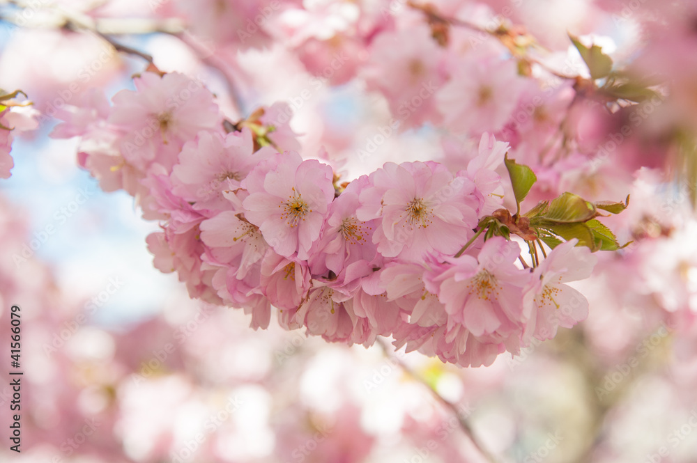 Fototapeta premium Sakura cherry tree blossom