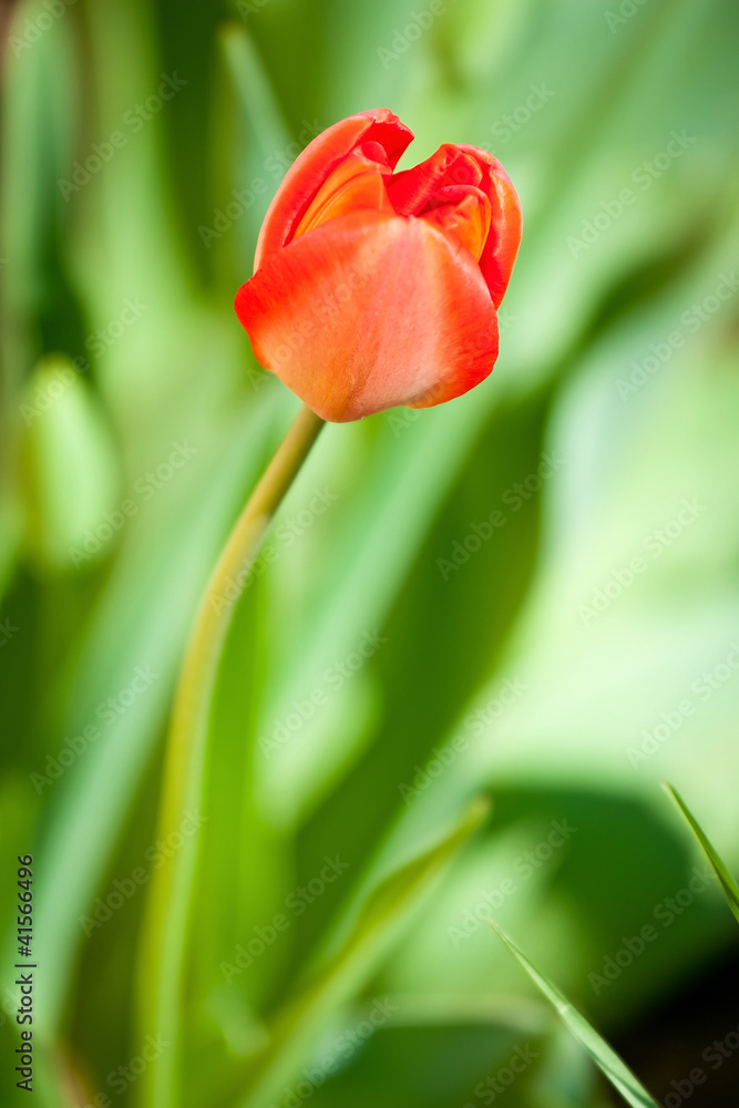 Fototapeta premium Beautiful red tulip