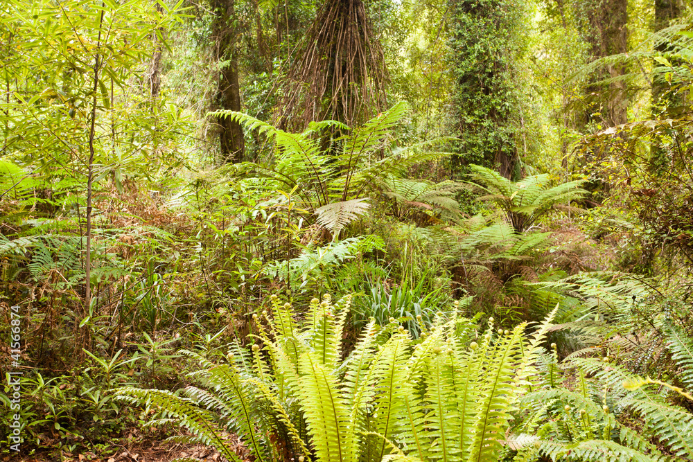 Lush green sub-tropical NZ rainforest Lush green sub-tropical NZ rainforest