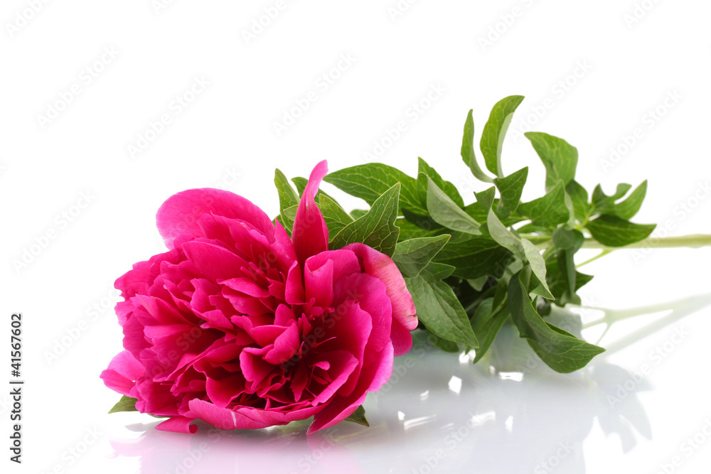 beautiful pink peony isolated on white beautiful pink peony isolated on white
