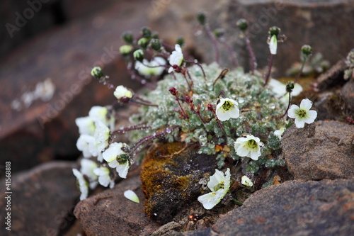 Fototapeta Naklejka Na Ścianę i Meble -  Arctic Poppy (Papaver radicatum)