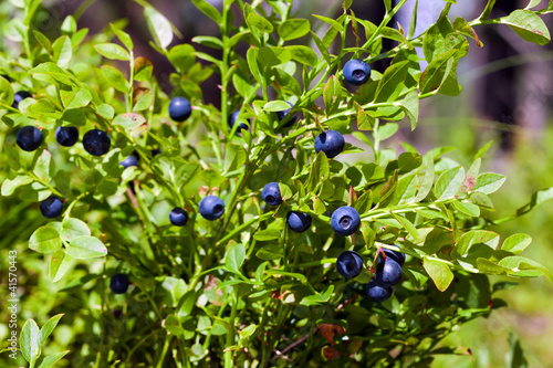 Slika na platnu Bush of a ripe bilberry in the summer closeup