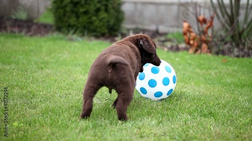 Chocolate Labrador Puppy with a Ball