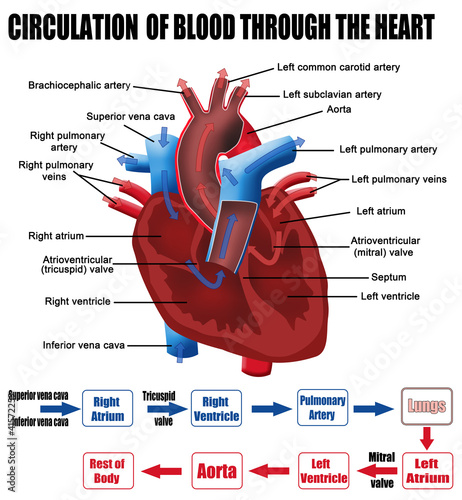 Circulation of blood through the heart