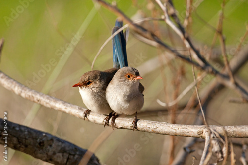 Splendid Fairy-wrens on a branch