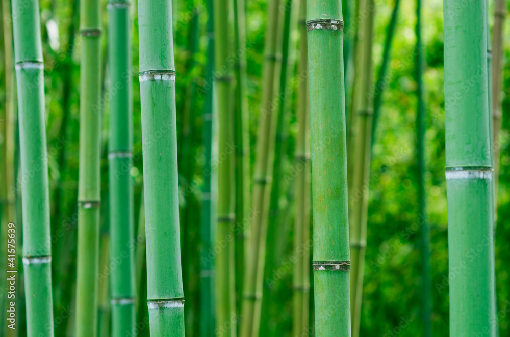 Bamboo Forest Bamboo Forest
