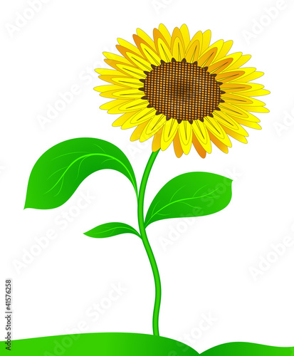 Fototapeta Naklejka Na Ścianę i Meble -  Sunflower. Vector.