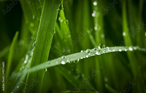 closeup of drops on green grass