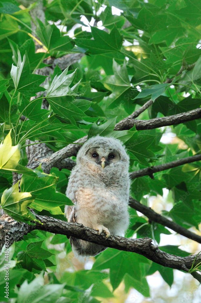 フクロウのヒナ