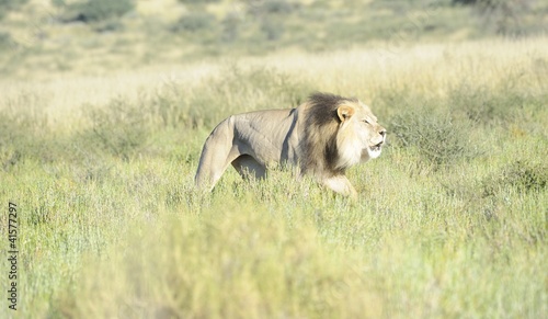 Fototapeta Naklejka Na Ścianę i Meble -  Lion (Panthera leo) roaring