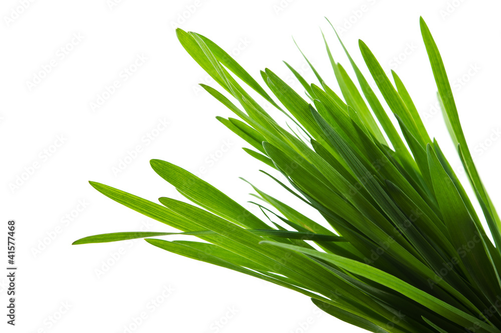 Obraz premium green grass