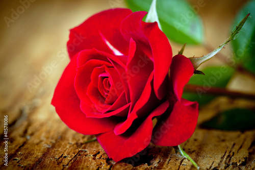 rosa rossa close up photo