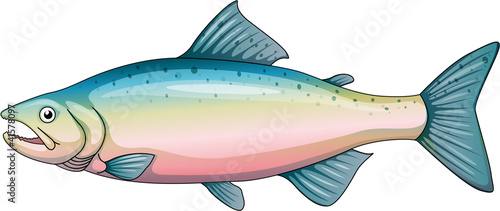 Rainbow trout