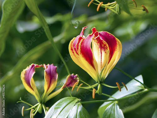 Gloriosa