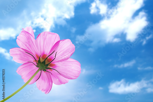 Pink flower of cosmos isolated with blue sky