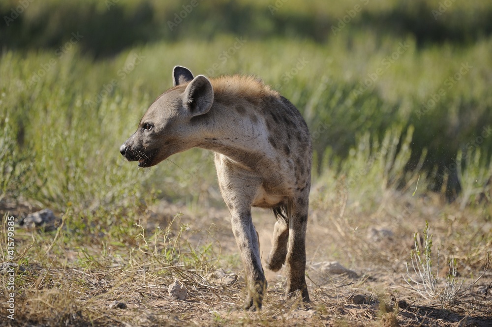 Spotted Hyaena (Crocuta hyaena) in the Kgalagadi park. Spotted Hyaena (Crocuta hyaena) in the Kgalagadi park.