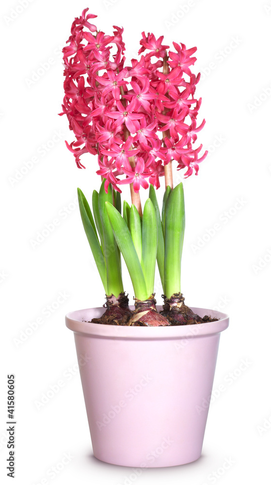 Pink hyacinths in flower pots, isolated on white background Pink hyacinths in flower pots, isolated on white background