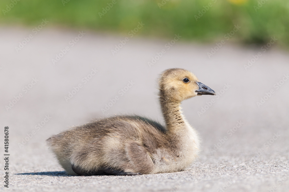 Canada Goose (branta canadensis) Gosling Canada Goose (branta canadensis) Gosling