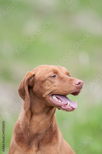 Wallpaper Mural Vizsla Dog (Hungarian Pointer) in a Green Field Torontodigital.ca