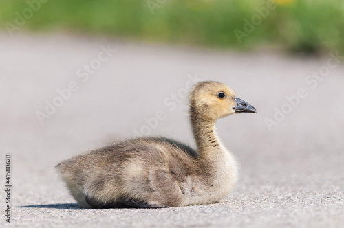 Valokuva Canada Goose (branta canadensis) Gosling