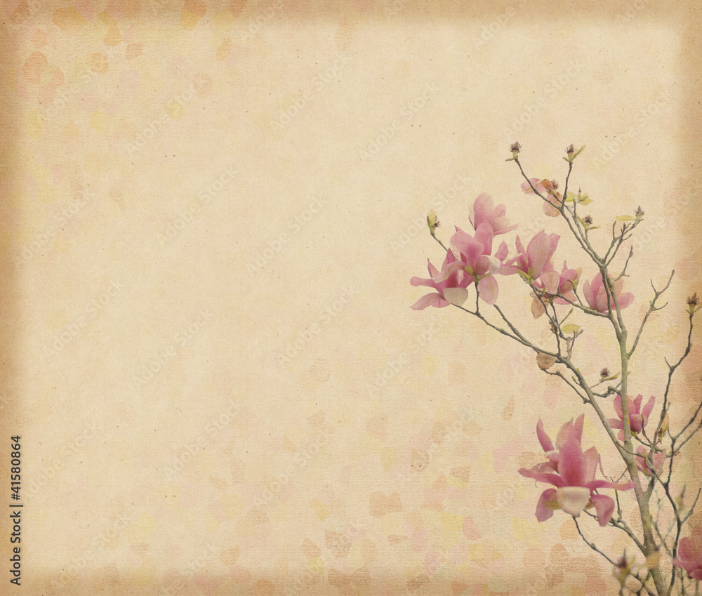 Fototapeta premium magnolia flower with Old antique vintage paper background