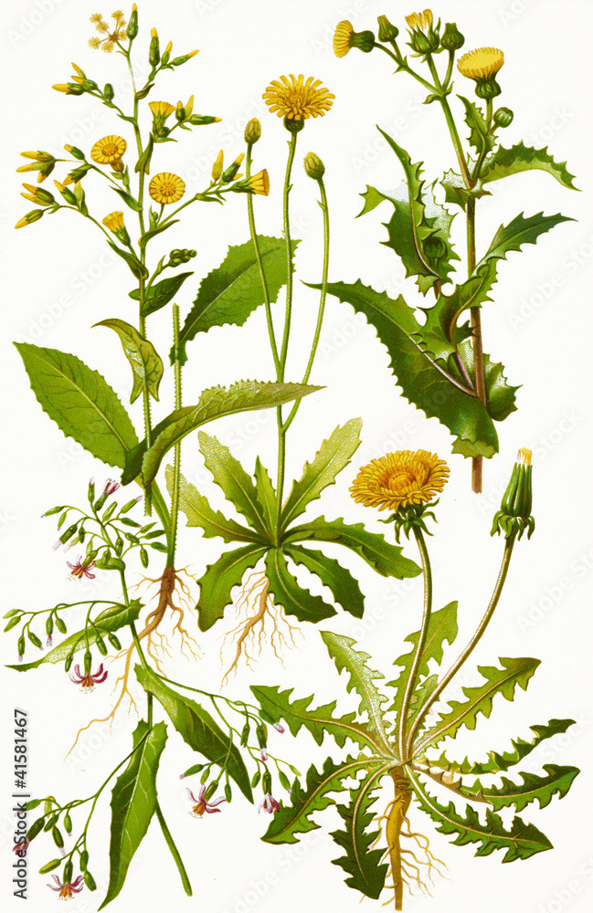 Fototapeta premium Color illustration of flowers in watercolor paintings