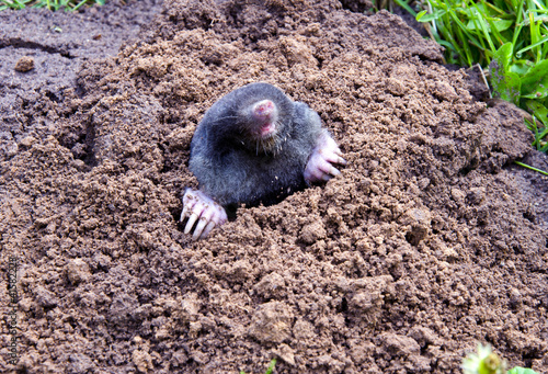 mole head and legs mole-hill. parasitic animal photo