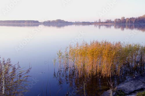 Background of lake evening landscape. Bulrush grow