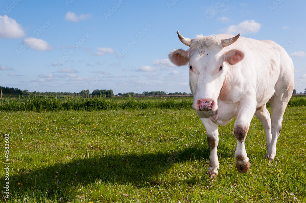 Staring white cow with horns