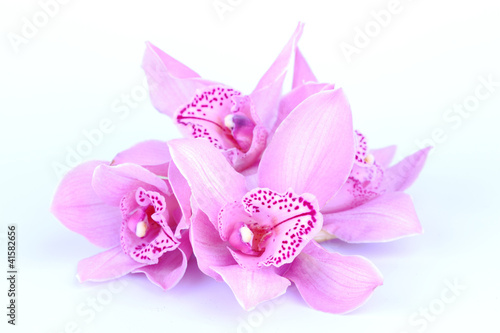 beautiful pink orchid against blue background