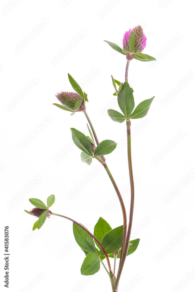 Naklejka premium Rotklee (Trifolium pratense) im aufblühen