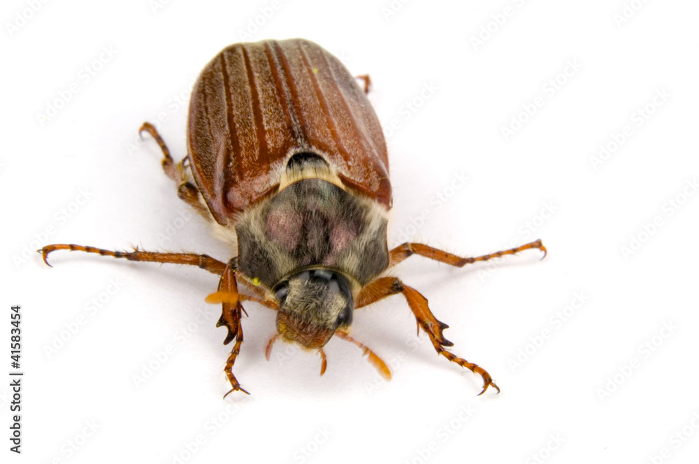 Maikäfer Maikäfer