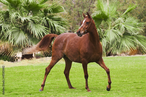 Obraz na płótnie Showy bay arabian horse w salonie